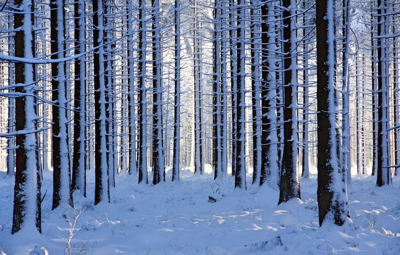 Photo wallpaper winter, forest, snow, trees