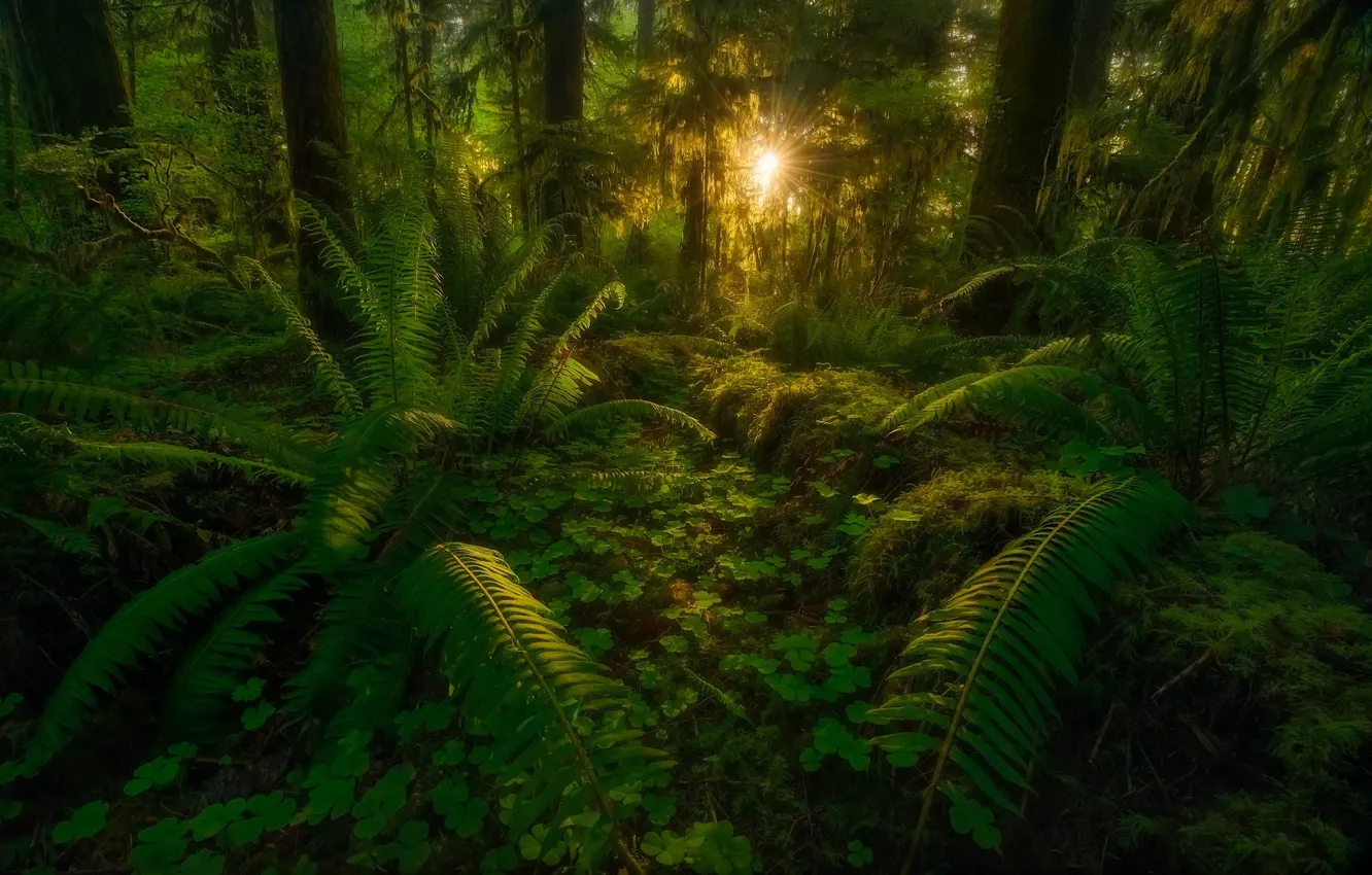 Photo wallpaper forest, leaves, rays, trees, nature, jungle