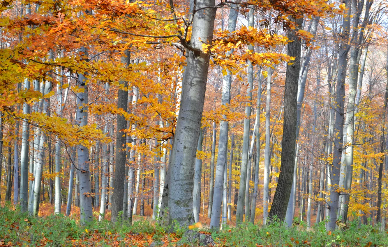 Photo wallpaper autumn, forest, trees, grove