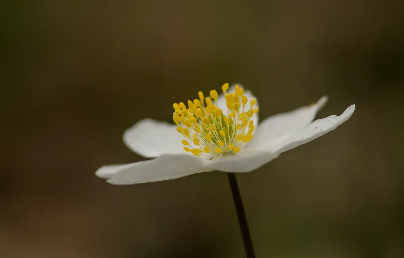 Photo wallpaper macro, flowers, spring, anemone