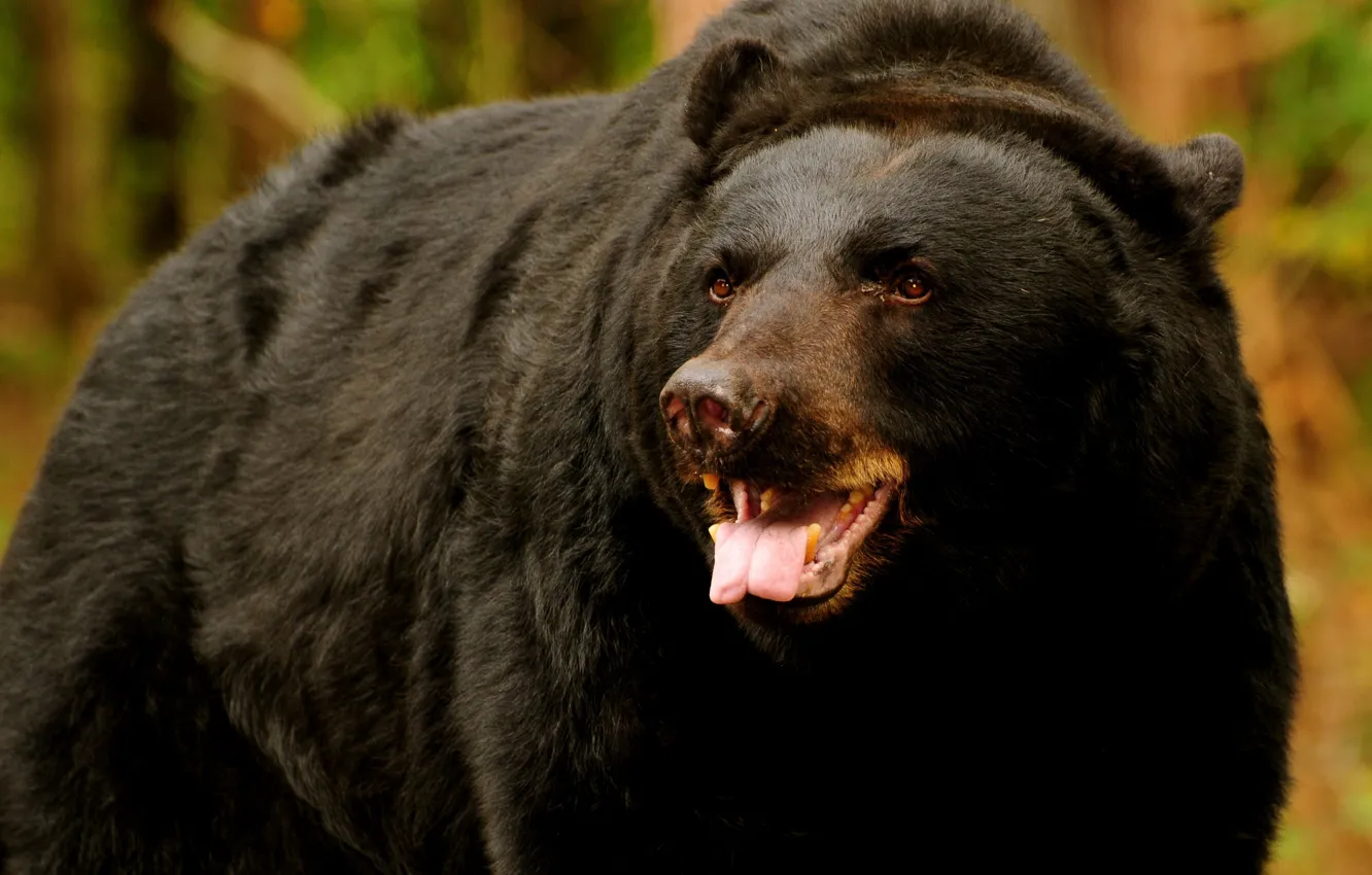 Photo wallpaper look, bear, grizzly