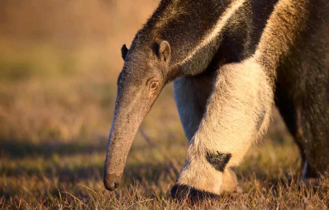 Photo wallpaper grass, paws, nose, Anteater
