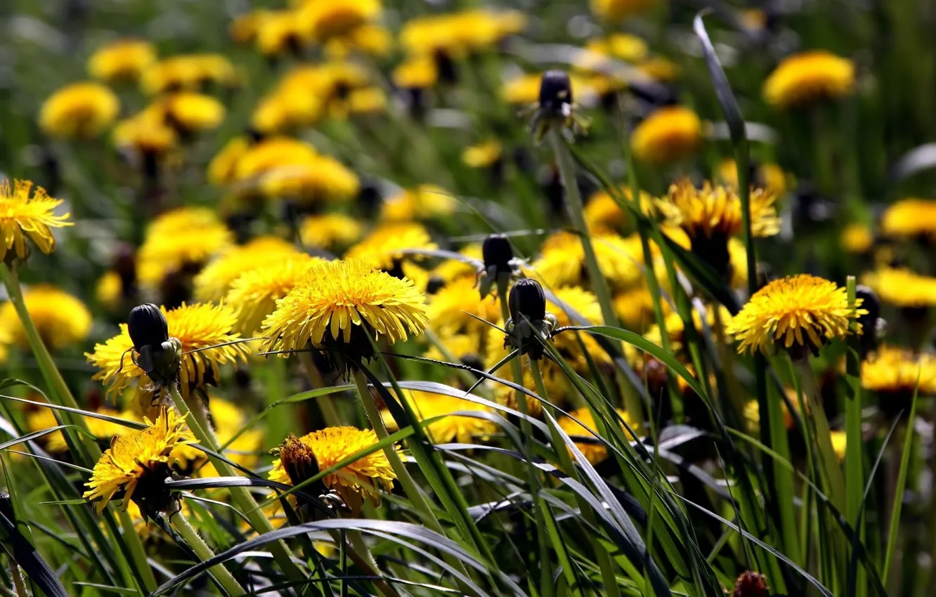 Photo wallpaper spring, meadow, dandelions, Sunny