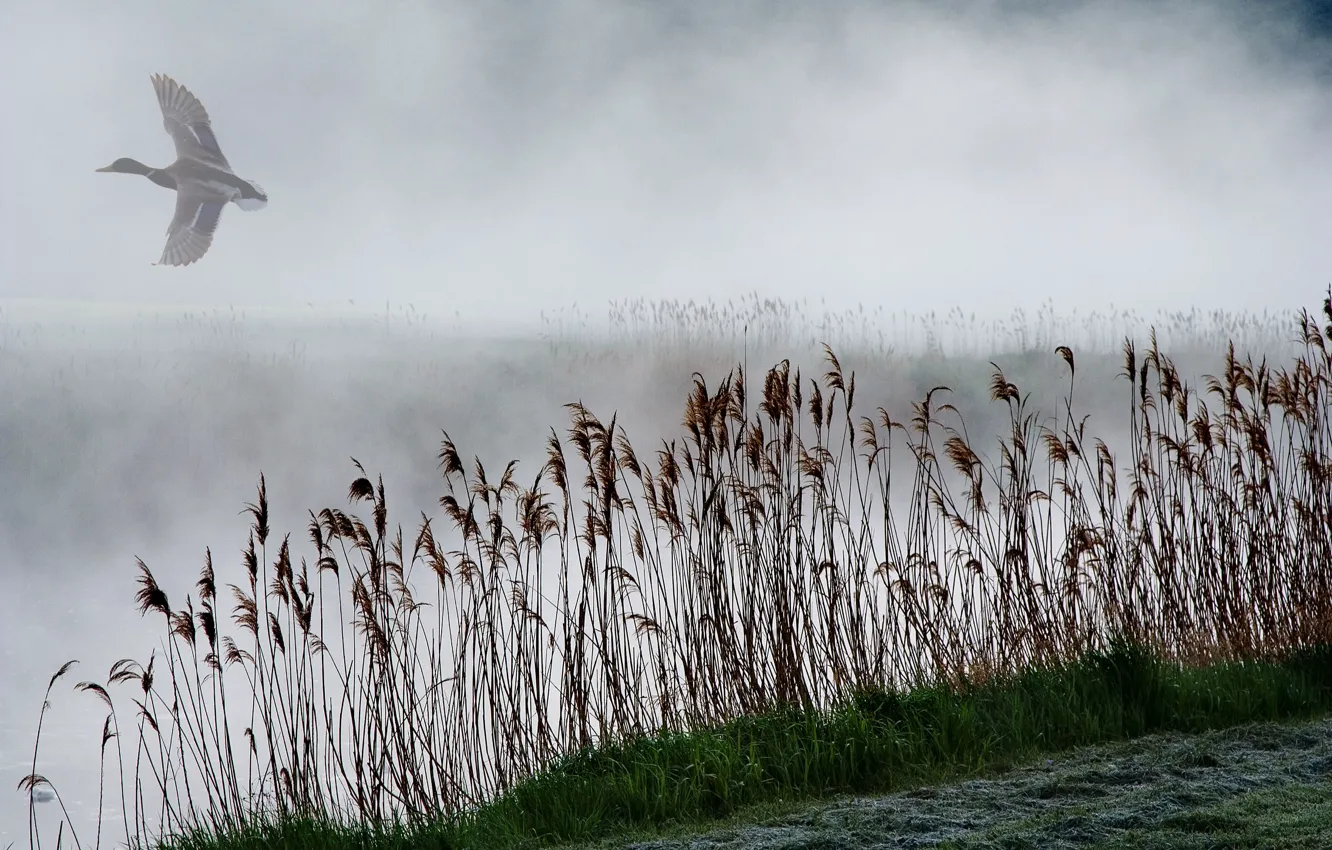 Photo wallpaper fog, lake, reed, duck