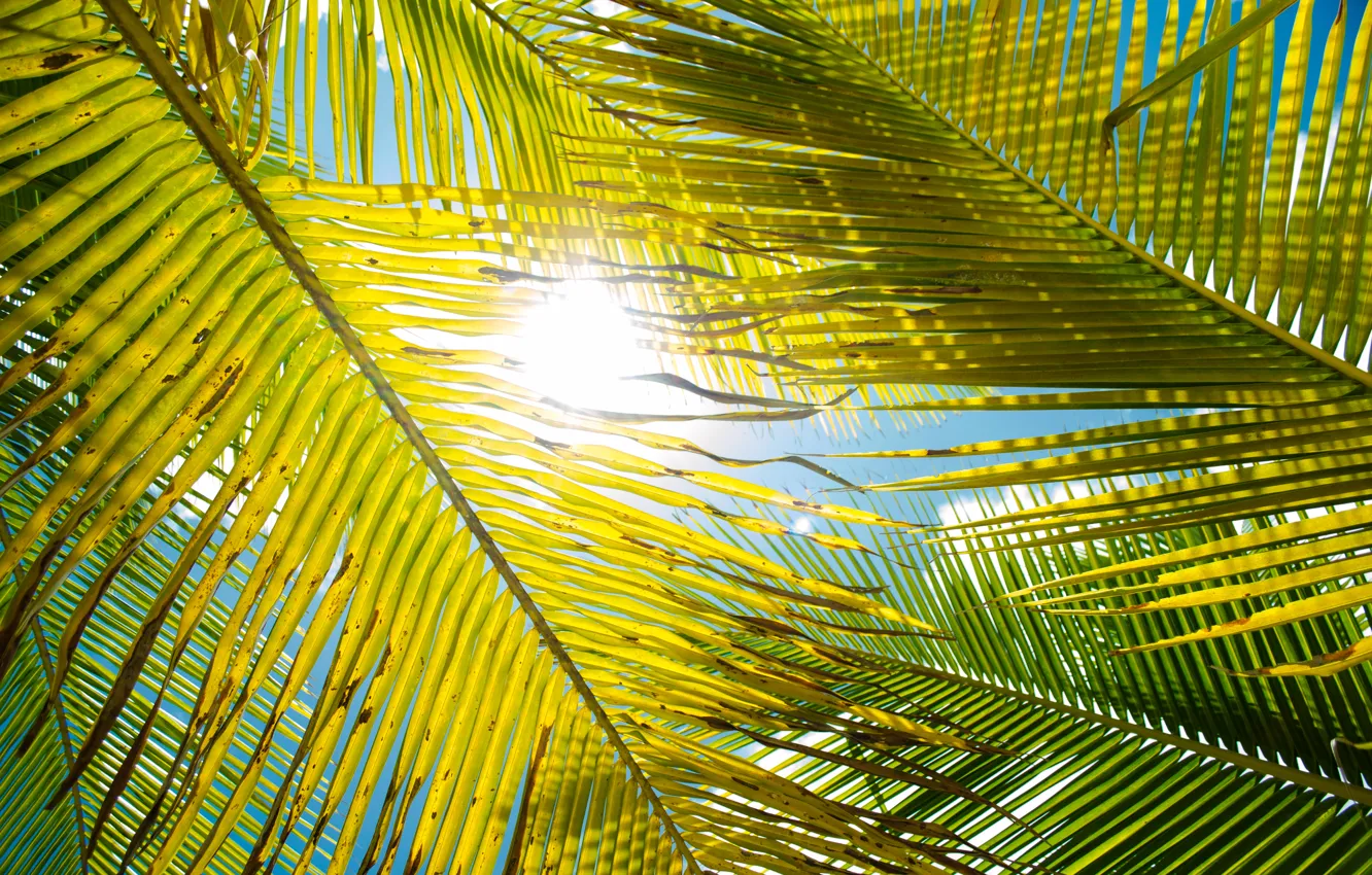 Photo wallpaper leaves, the sun, palm trees