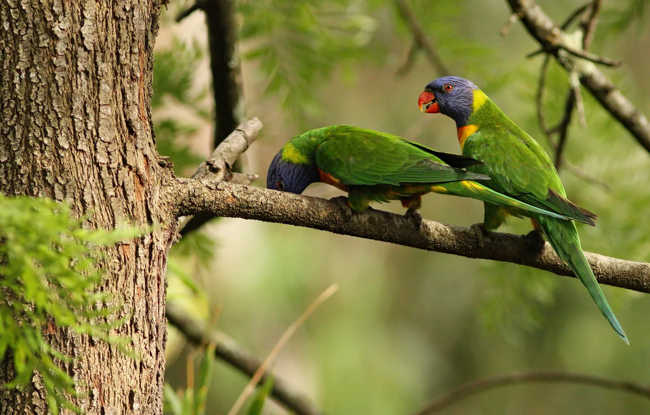 Photo wallpaper trees, branches, green, background, bird, two, parrot, pair