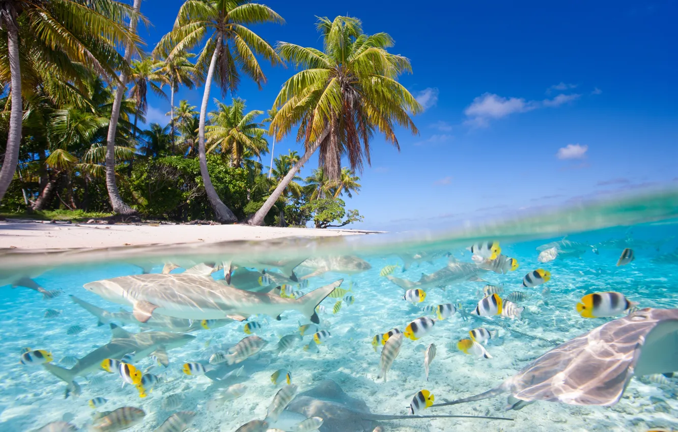 Photo wallpaper sea, beach, fish, nature, tropics, palm trees, sharks
