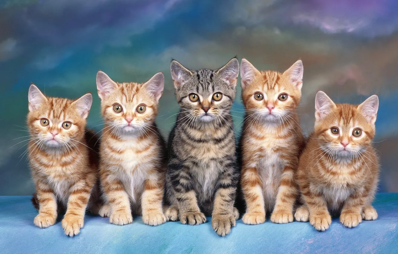 Photo wallpaper pussy, a lot of eyes, cat ladder