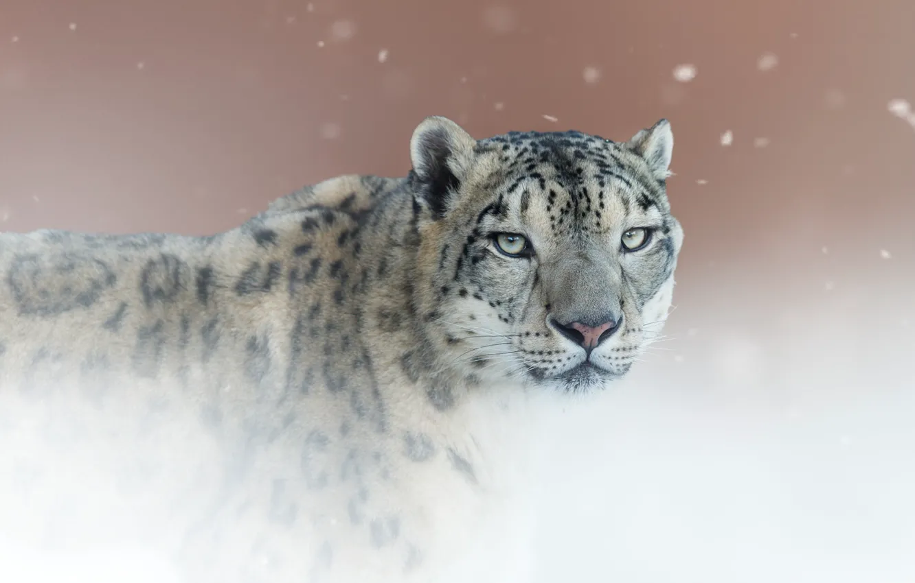 Photo wallpaper look, background, portrait, IRBIS, snow leopard, wild cat, snow leopard