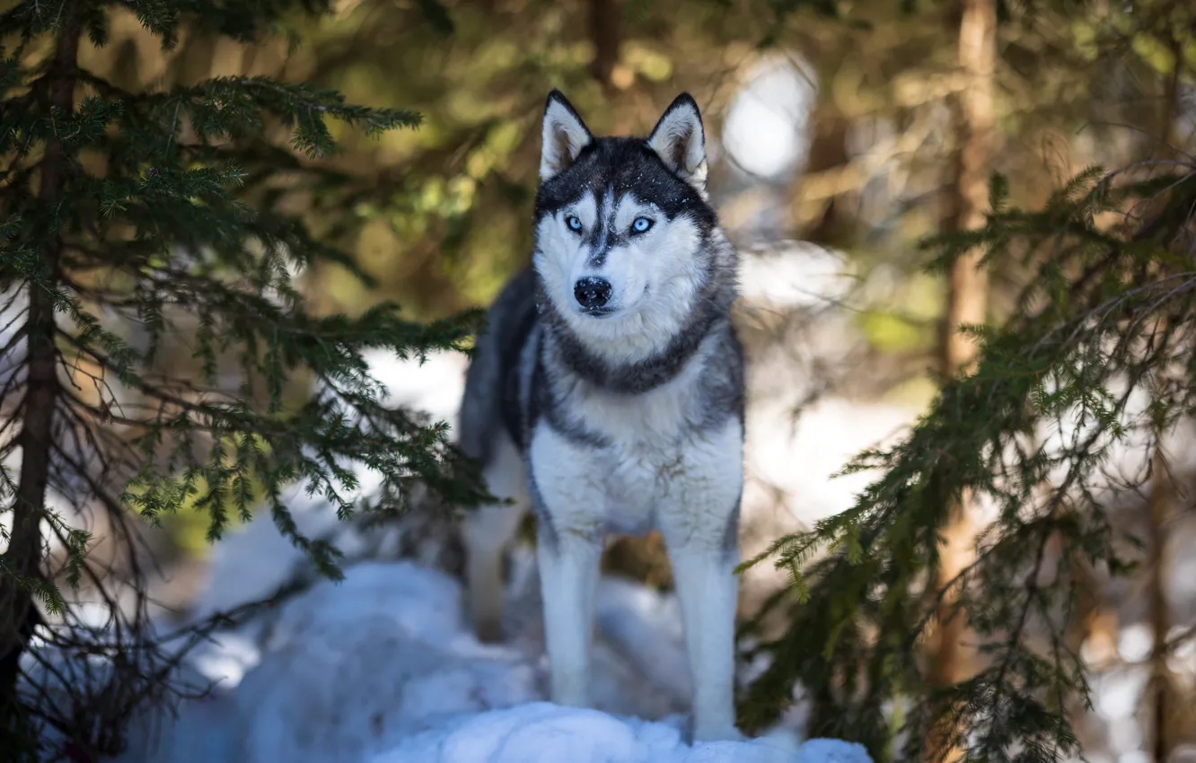 Photo wallpaper winter, forest, look, face, snow, dog, husky