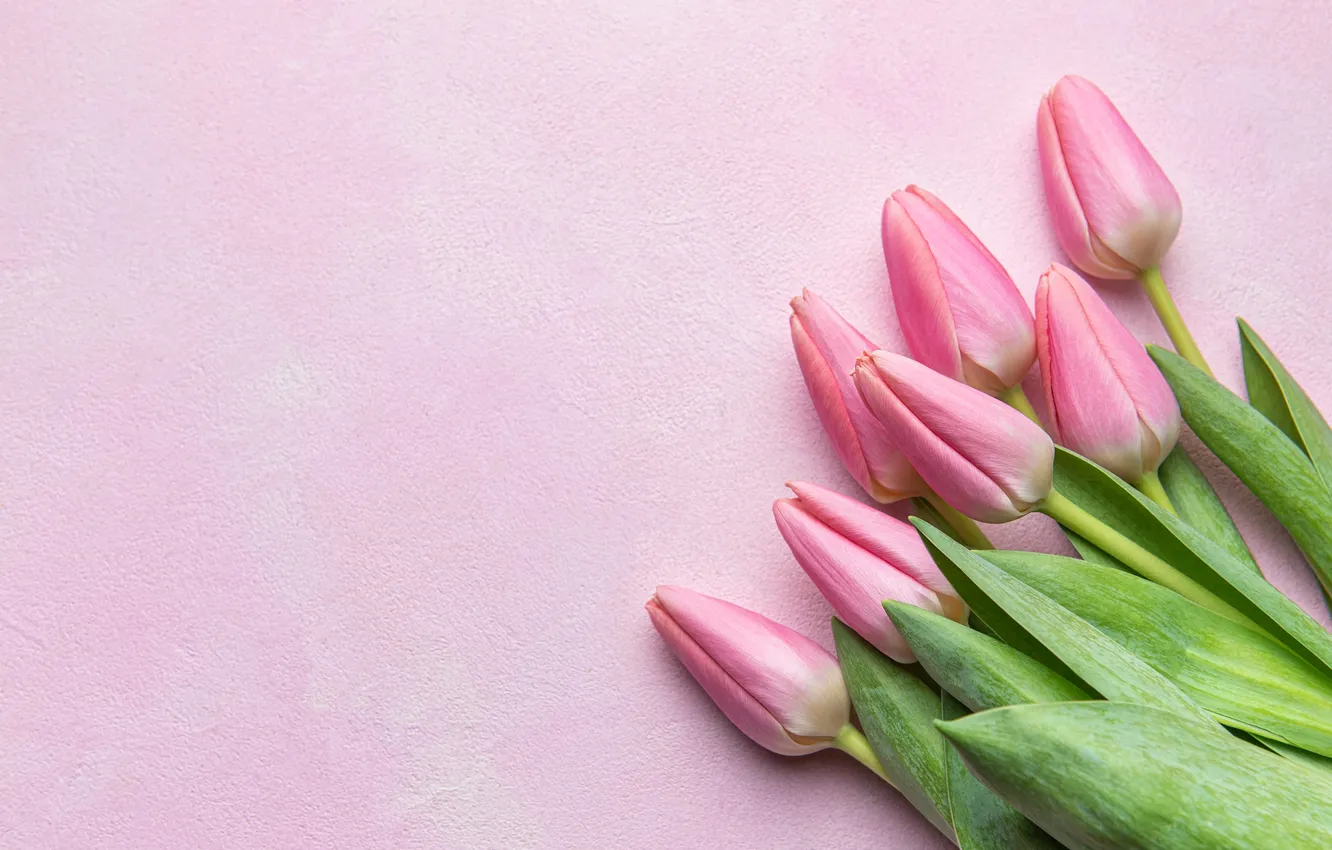 Photo wallpaper flowers, bouquet, tulips, pink, flowers, tulips, spring, bouquet