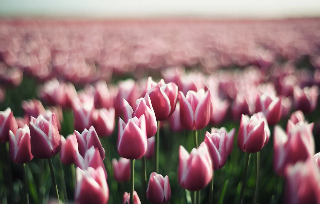 Photo wallpaper flower, flowers, Tulip, spring, tulips, buds