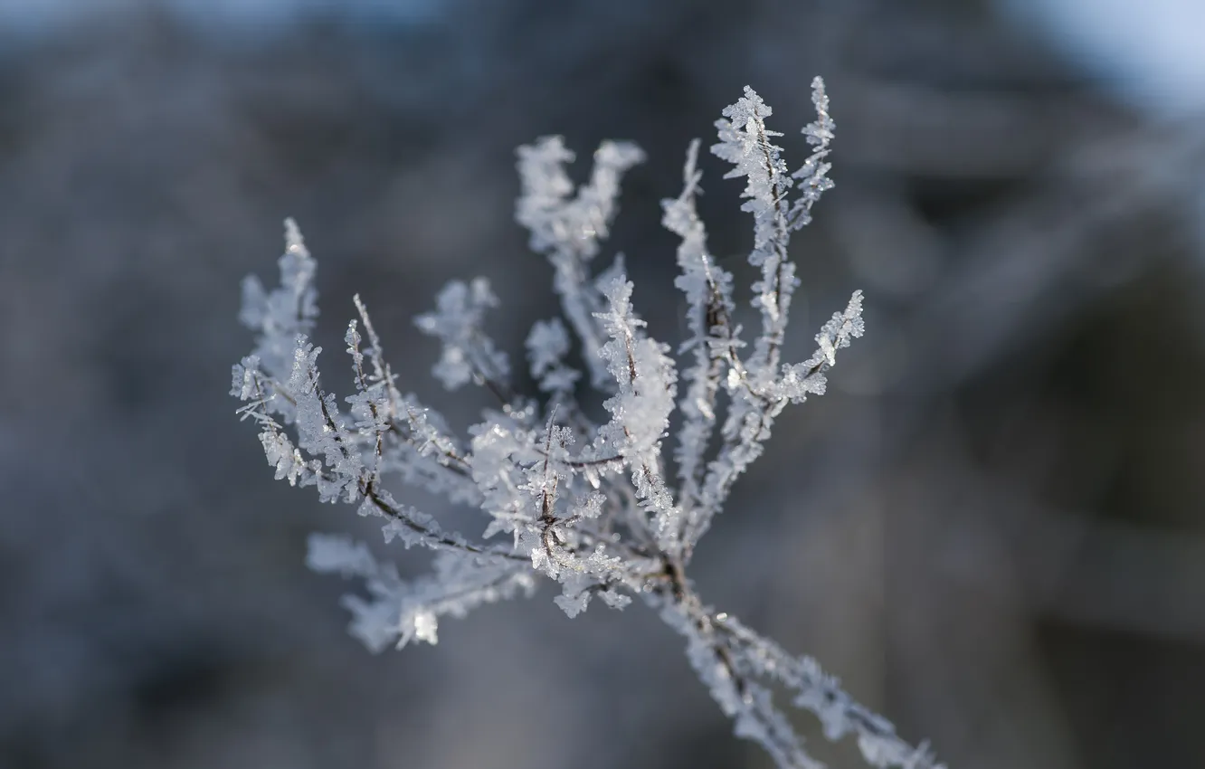 Photo wallpaper winter, frost, snowflakes, the grass is dry