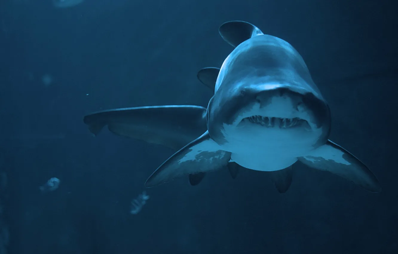 Photo wallpaper predator, shark, depth