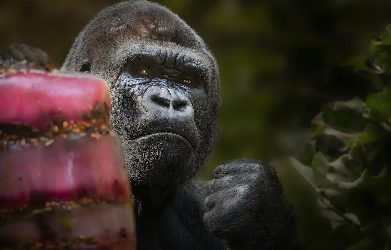 Photo wallpaper monkey, gorilla, fist