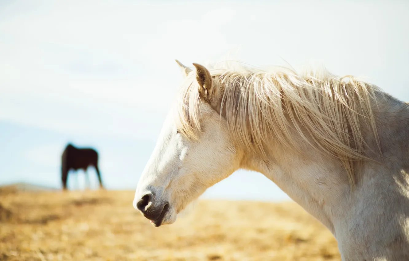 Photo wallpaper white, horse, horse