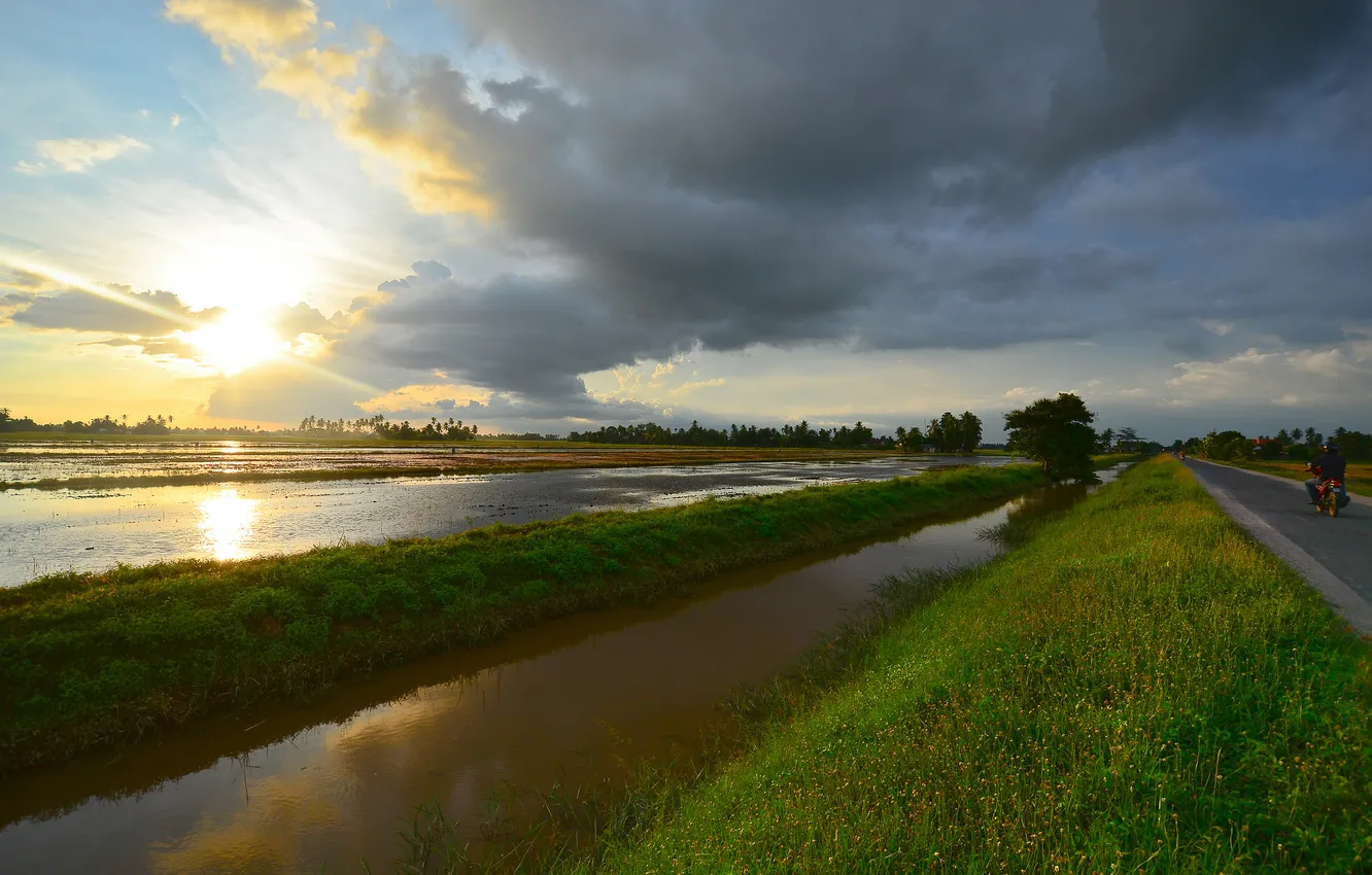Photo wallpaper road, field, the sun, sunset, rice