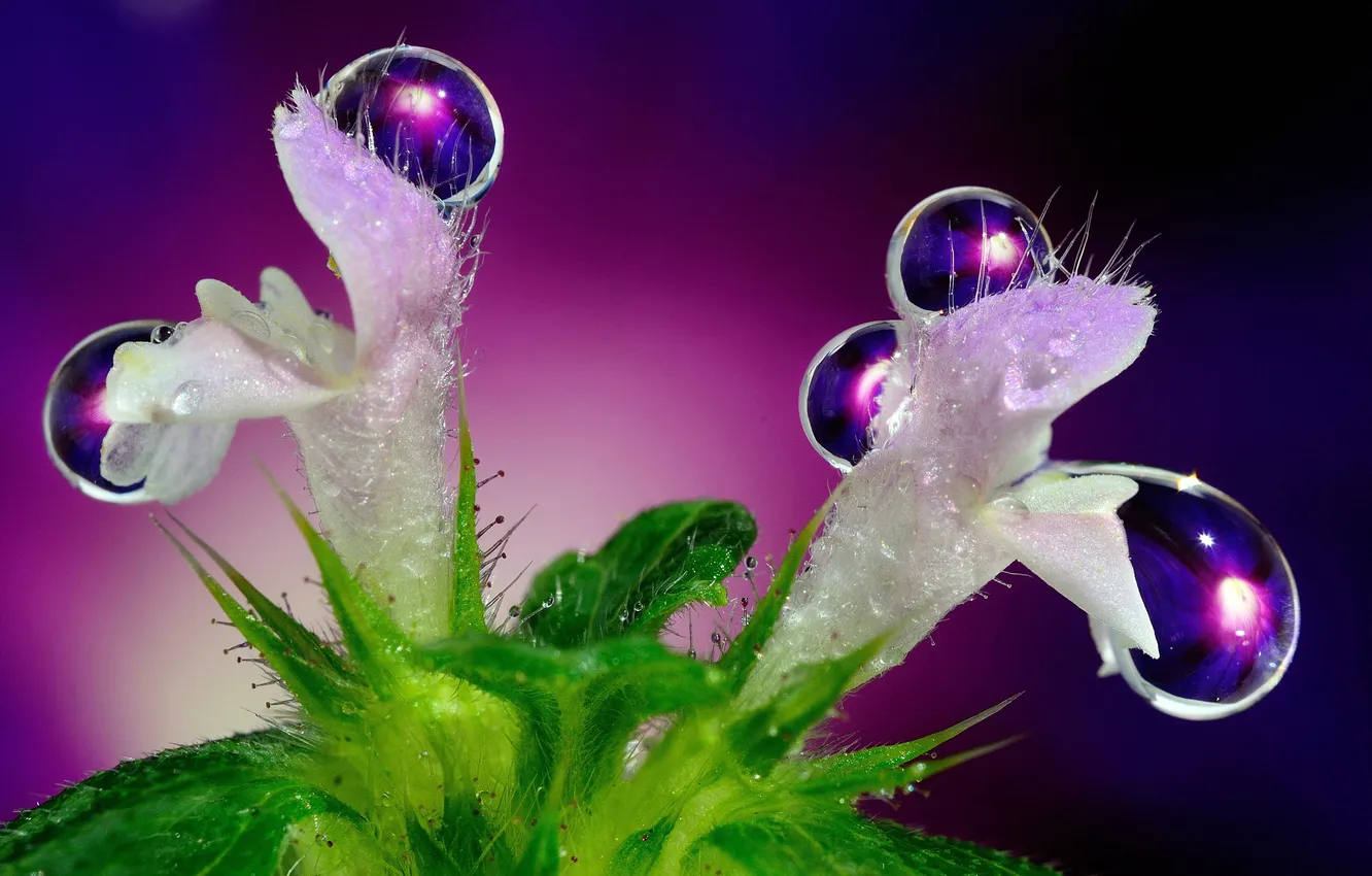 Photo wallpaper ROSA, WATER, DROPS, FLOWERS, PLANT