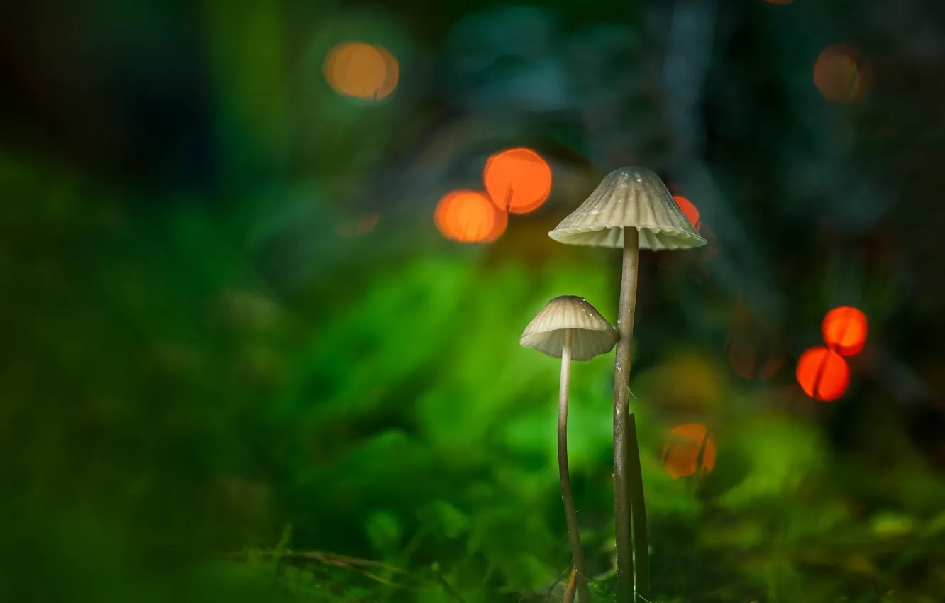 Photo wallpaper mushrooms, a couple, bokeh, toadstool