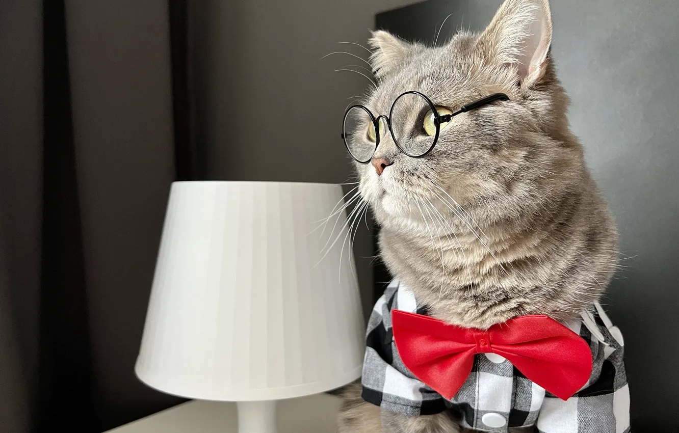 Photo wallpaper cat, cat, look, grey, lamp, portrait, glasses, shirt