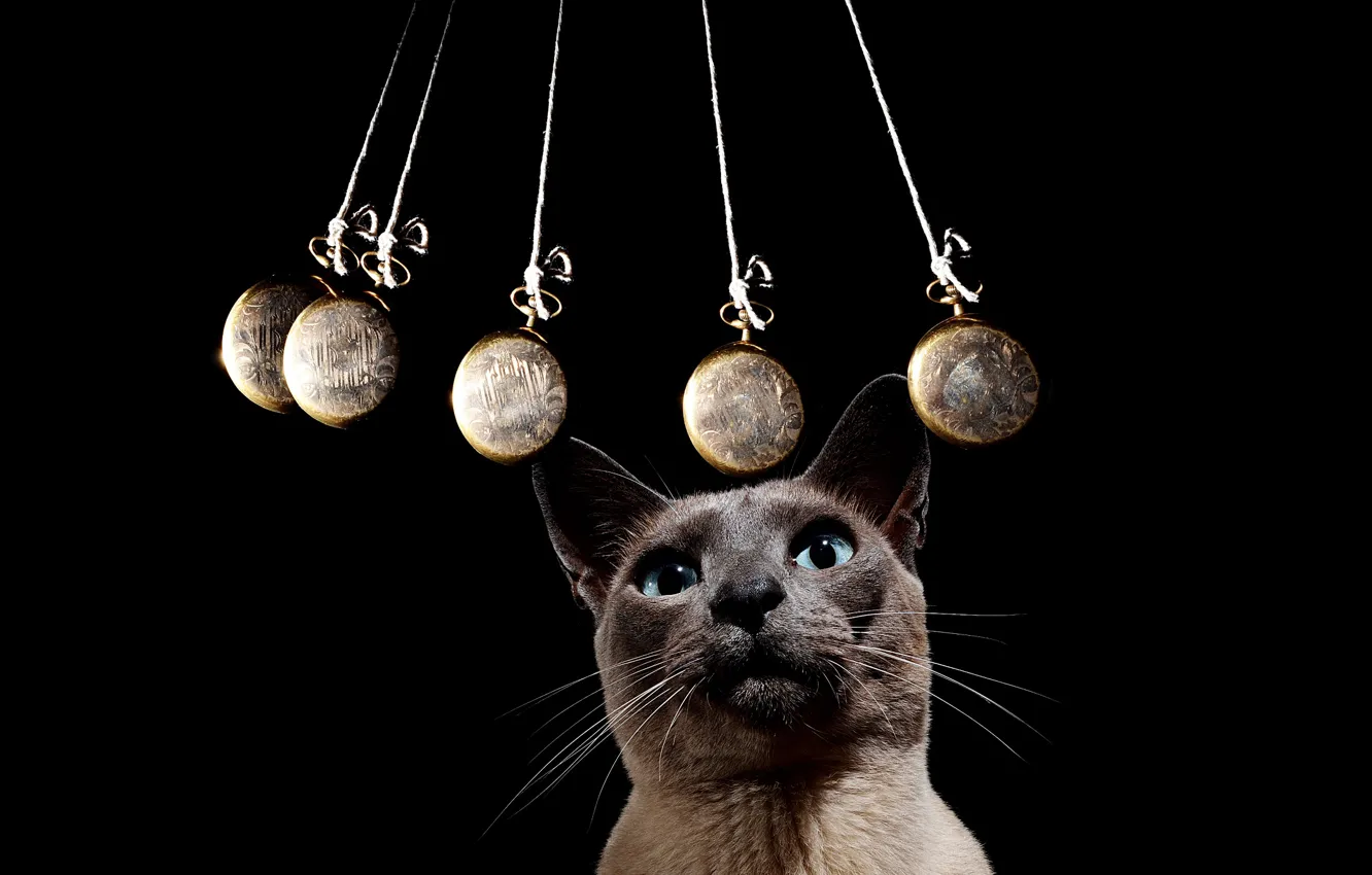 Photo wallpaper cat, black background, hypnosis, the pendulum, Kasperowski, rocking, hyponotic