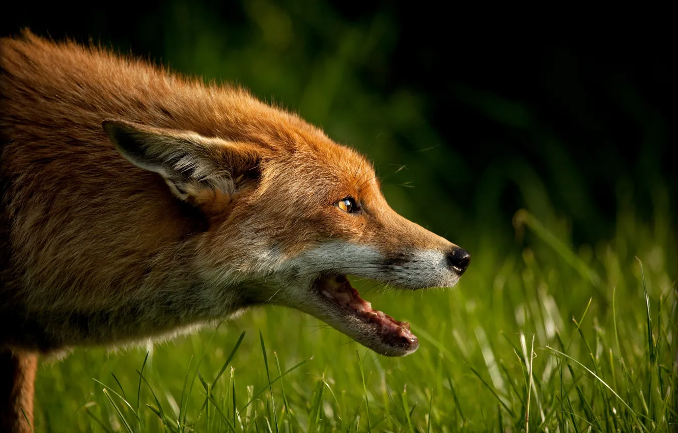 Photo wallpaper face, portrait, mouth, Fox, profile