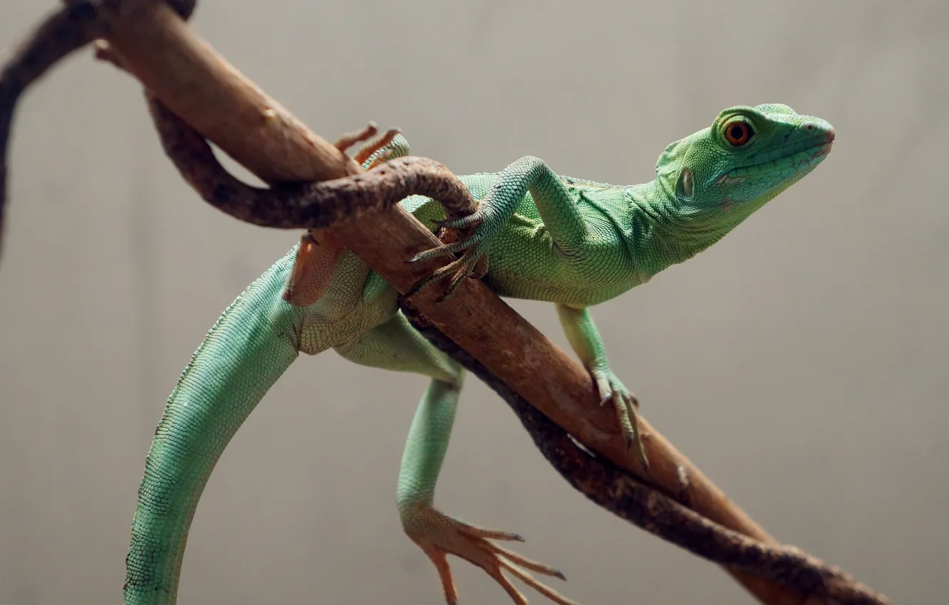 Photo wallpaper green, wallpaper, macro, lizard, magnificent, Splendid