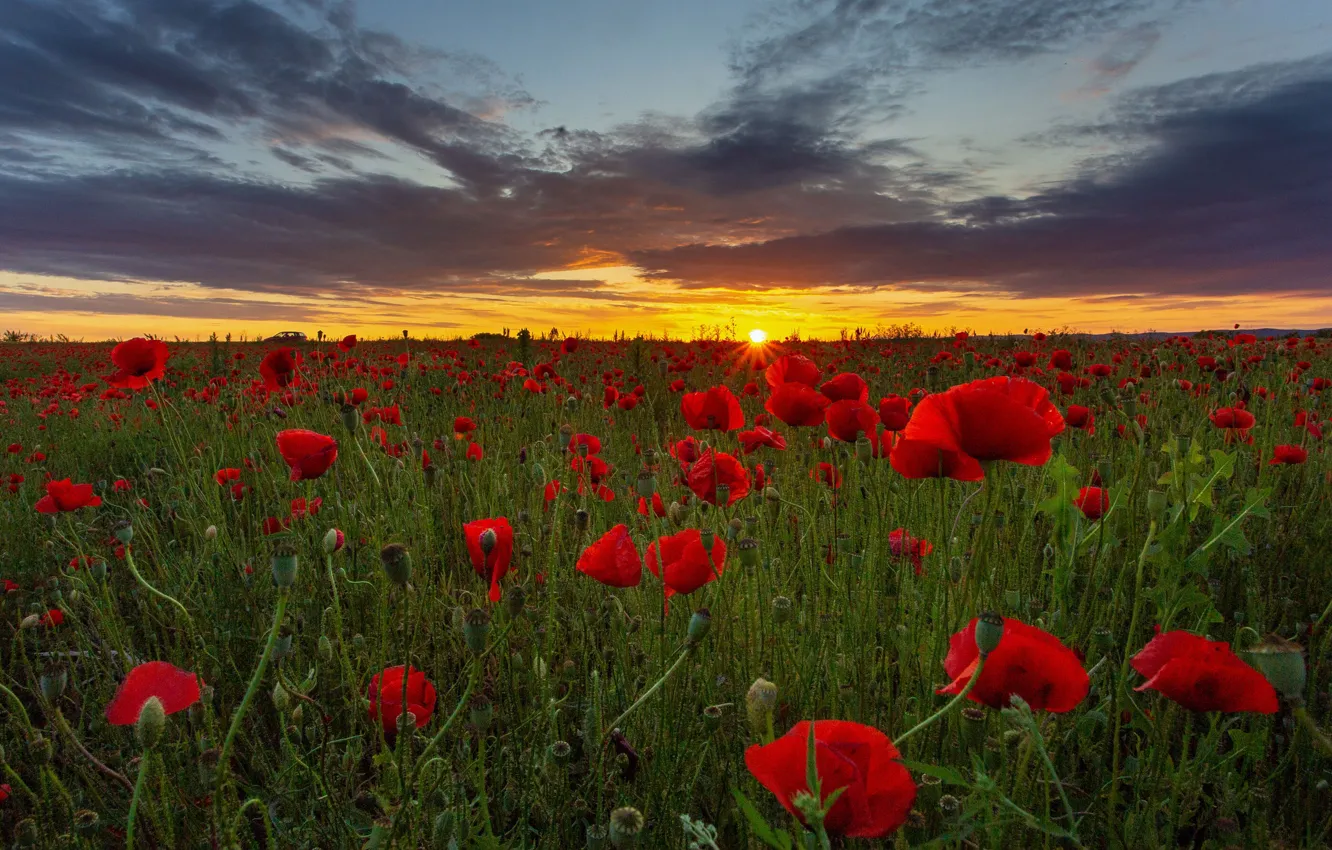 Photo wallpaper summer, the sky, the sun, sunset, flowers, Maki, meadow, poppy field