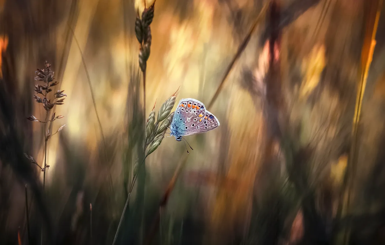 Photo wallpaper grass, macro, butterfly, Metalic