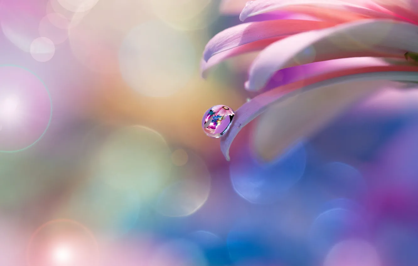 Photo wallpaper flower, tenderness, drop, petals