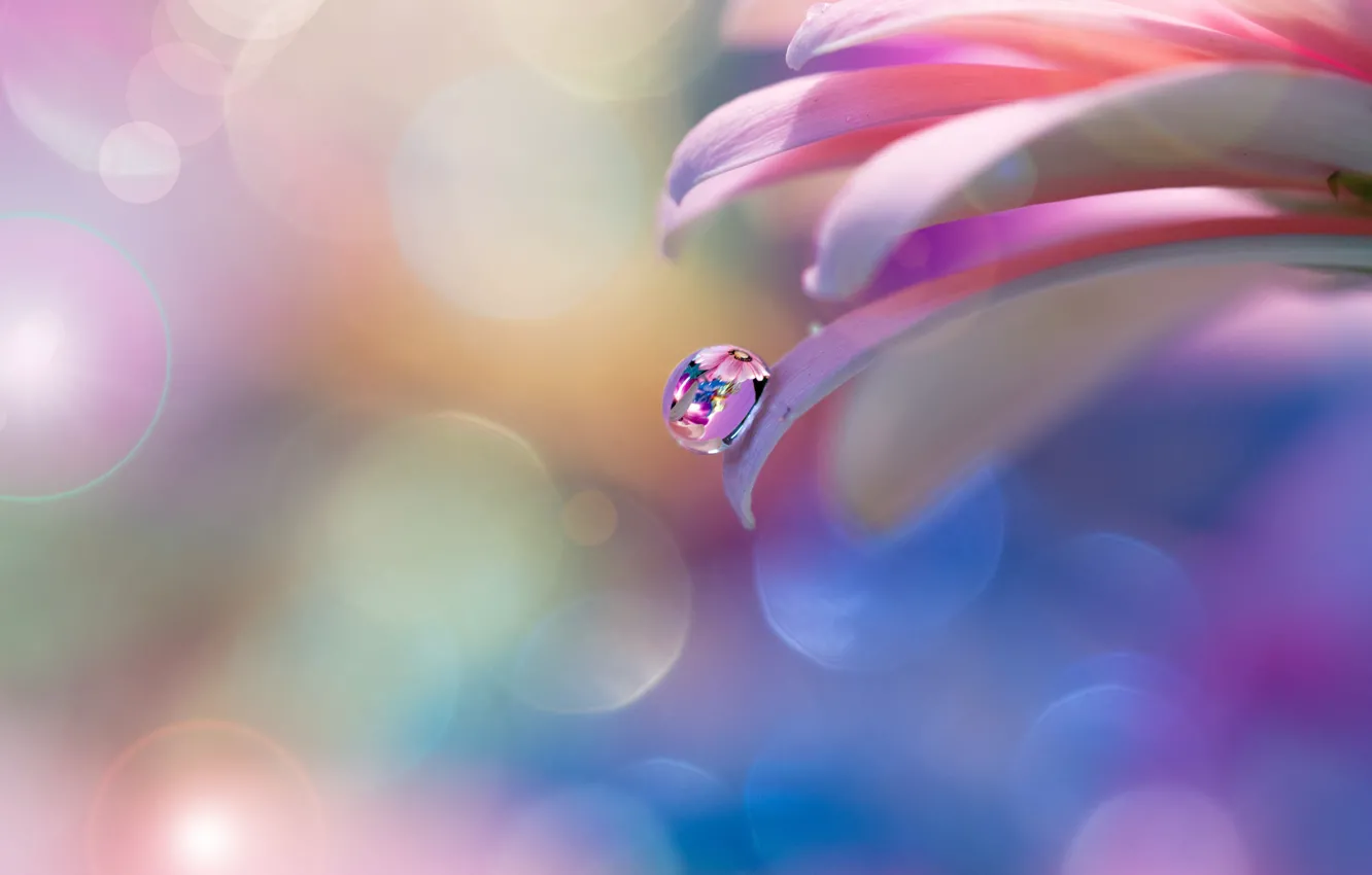 Photo wallpaper drops, flowers, tenderness, petals