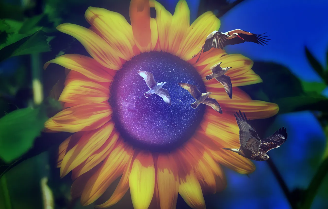 Photo wallpaper leaves, stars, sunflowers, photoshop, seagulls, the portal, bokeh, space
