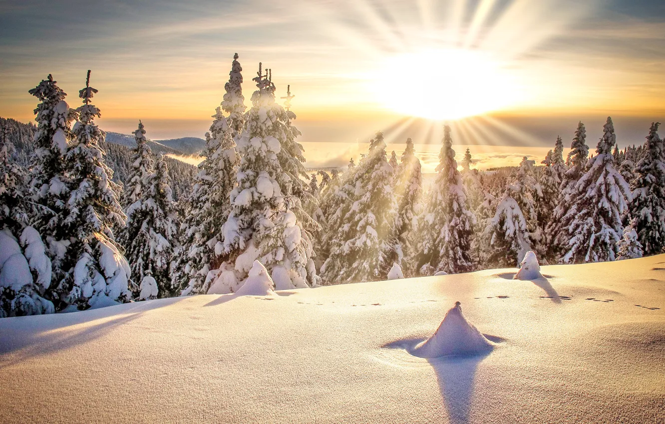 Photo wallpaper winter, forest, the sun, rays, snow, trees, landscape, mountains