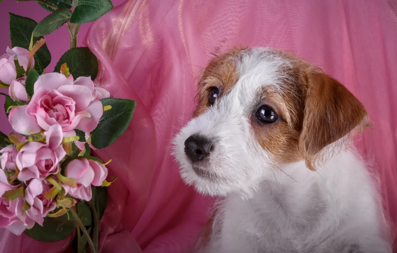 Photo wallpaper roses, puppy, breed, the Sealyham Terrier