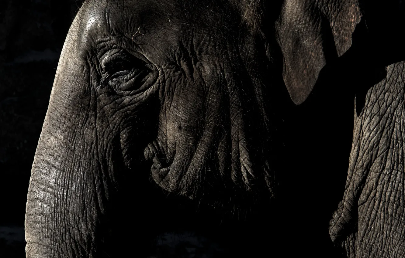 Photo wallpaper eyes, elephant, ear, trunk