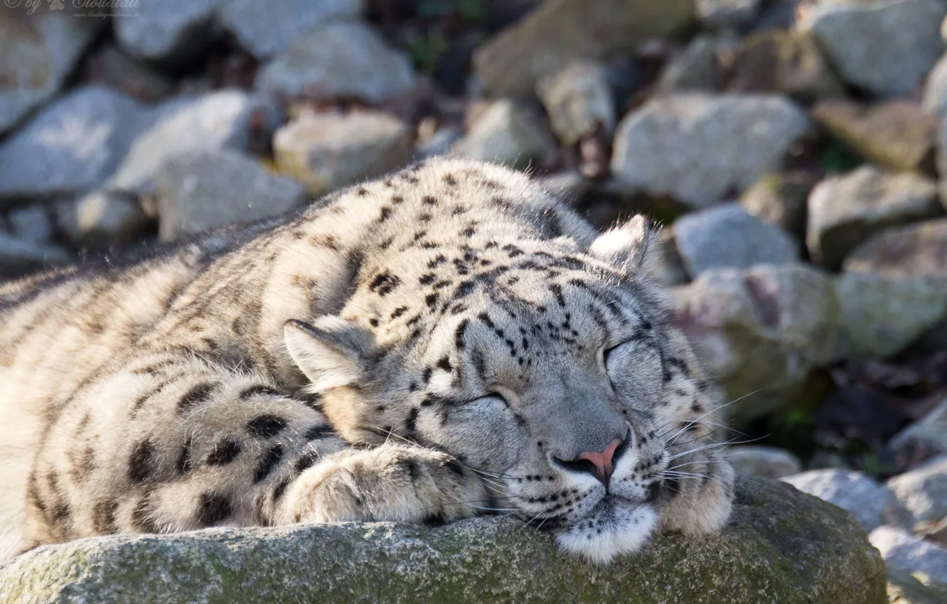 Photo wallpaper cat, stones, stay, sleep, sleeping, IRBIS, snow leopard