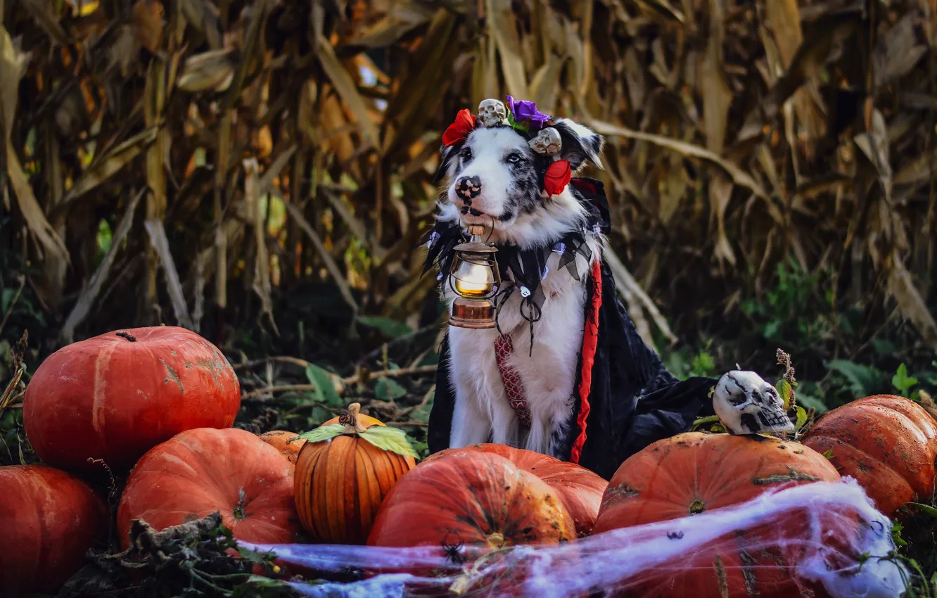 Photo wallpaper autumn, leaves, flowers, holiday, dog, web, spider, harvest