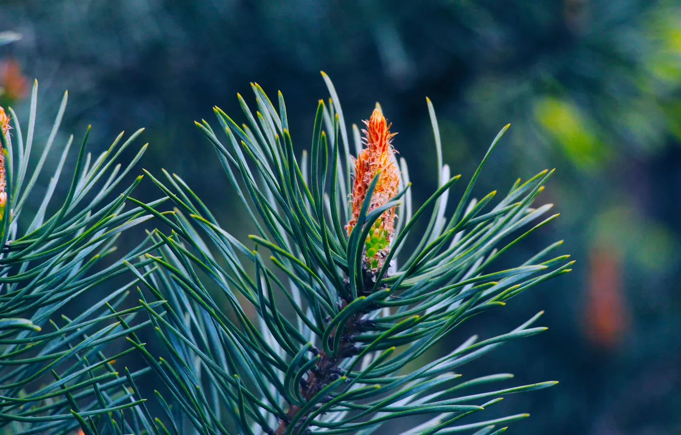 Photo wallpaper spring, pine, spruce, twig