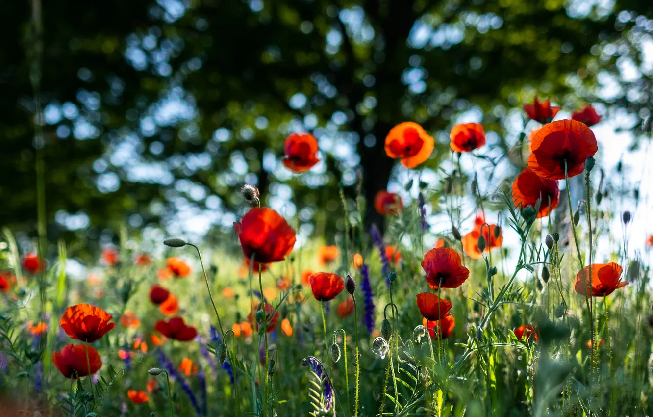Photo wallpaper flowers, Maki, poppy field, summer, cornflowers, red, blue