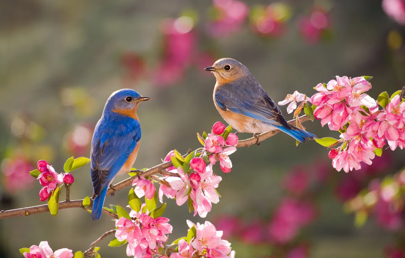 Photo wallpaper flowers, bird, spring, pink, a couple, Duo, flowering, bokeh