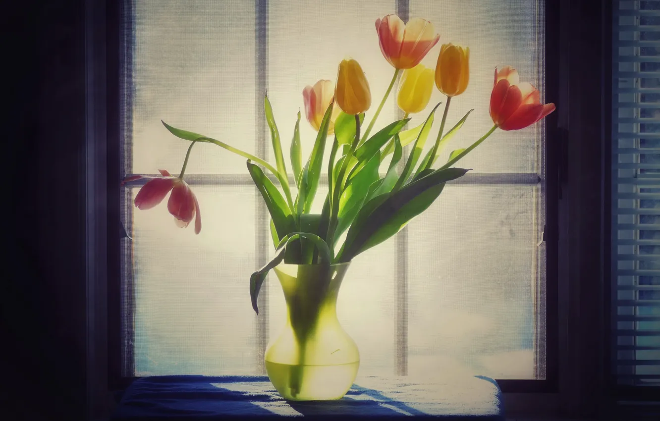 Photo wallpaper flowers, window, tulips