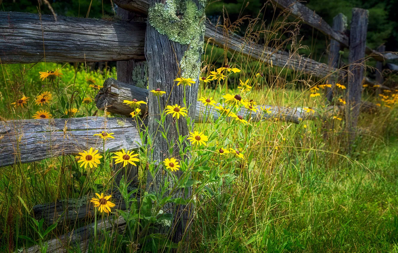 Photo wallpaper summer, grass, flowers, yellow, the fence, fence, rudbeckia