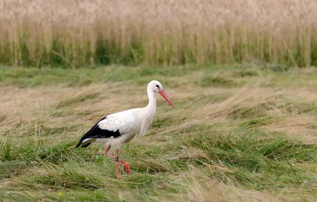 Photo wallpaper field, summer, stork