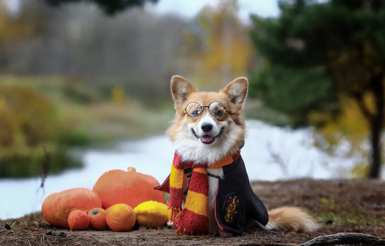 Photo wallpaper autumn, dog, scarf, glasses, pumpkin, face, Welsh Corgi, Andrei Ershov