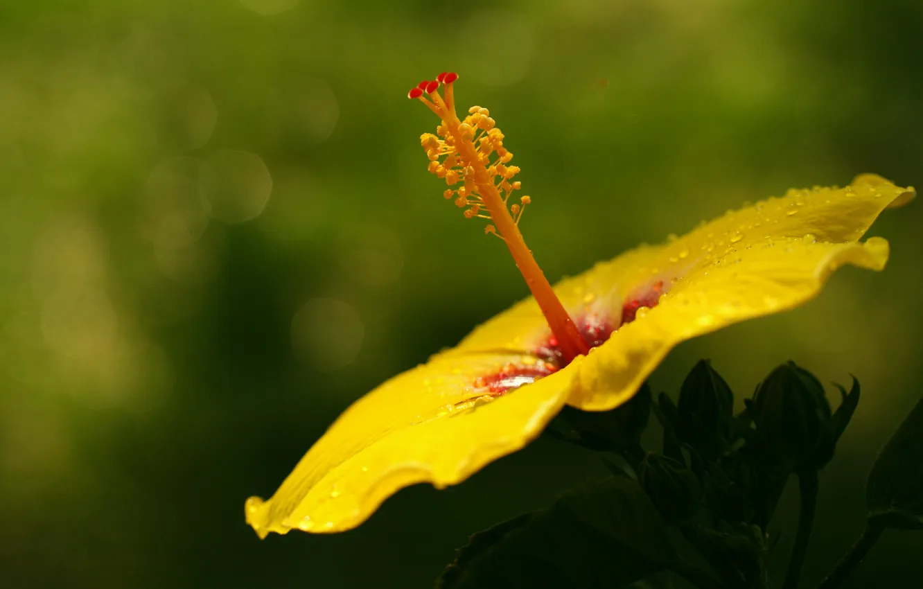 Photo wallpaper flower, macro, yellow, hibiscus