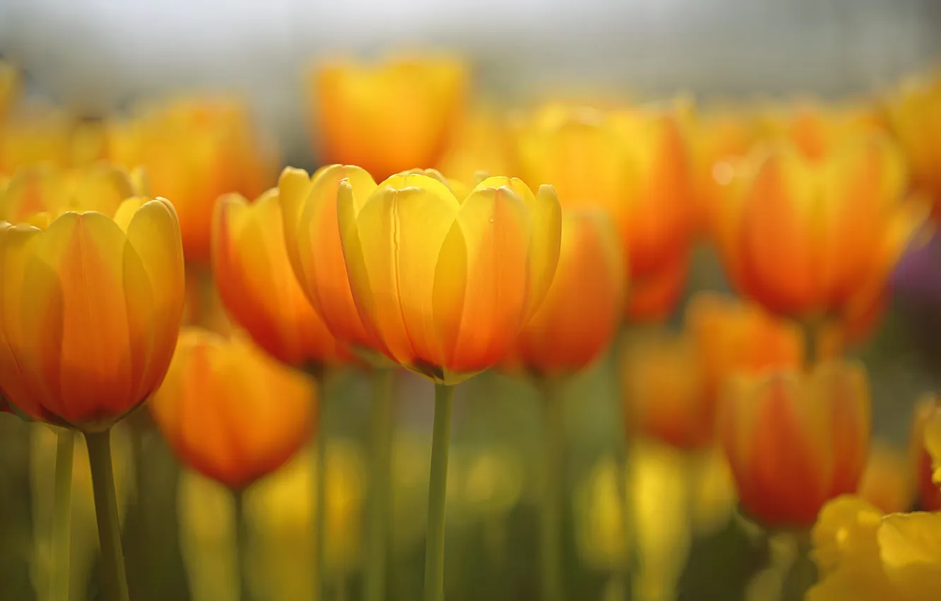 Photo wallpaper flowers, background, tulips