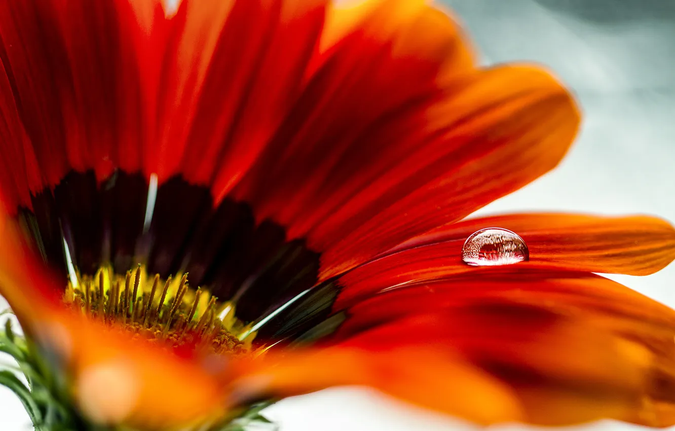 Photo wallpaper water, drops, Rosa, petals, cutok