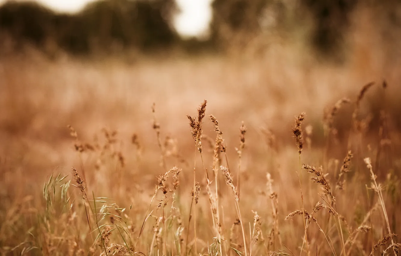 Photo wallpaper field, grass, nature, spikelets, dry