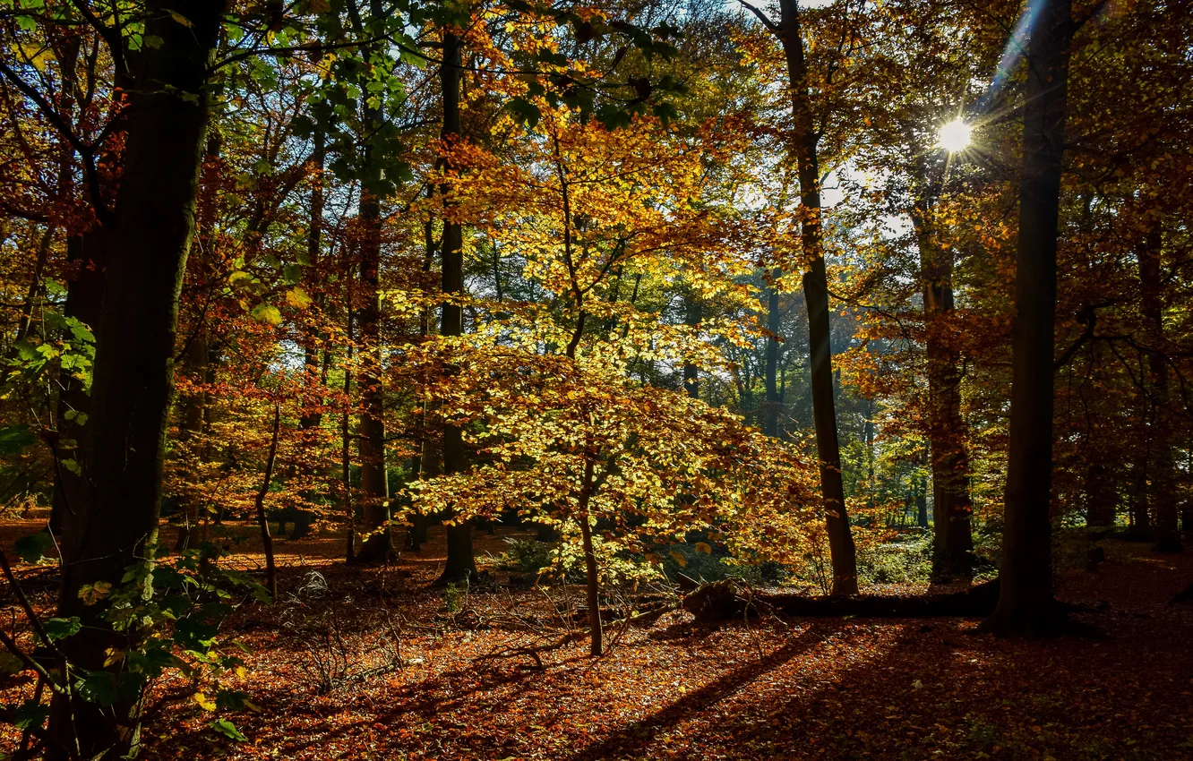 Photo wallpaper autumn, leaves, trees, Park, Netherlands, the rays of the sun, Maurick Castle Park