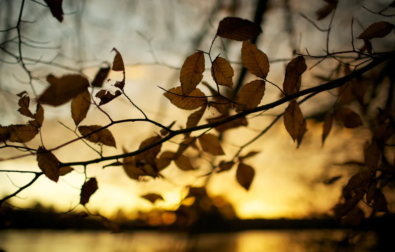 Photo wallpaper autumn, leaves, macro, nature, tree, photos, autumn Wallpaper